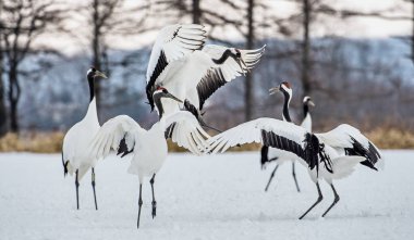 Dancing Cranes. The ritual marriage dance of cranes. The red-crowned cranes. Scientific name: Grus japonensis, also called the Japanese crane or Manchurian crane, is a large East Asian Crane. clipart