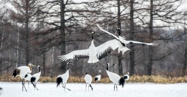 Vinçler dans. Vinçler ritüel evlilik dansı. Kırmızı taç Vinçler. Bilimsel adı: Grus japonensis Japon vinç veya Mançurya vinç, olarak da bilinir, bu büyük bir Doğu Asya vinç.
