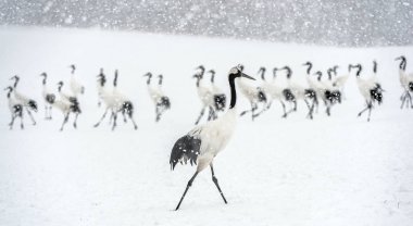 Kar yağışı altında Japon turnaları. Kırmızı taçlı turna. Bilimsel adı Grus japonensis, aynı zamanda Japon turnası veya Mançurya turnası olarak da bilinir. Kış mevsimi.