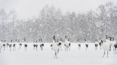 Kar yağışı altında Japon turnaları. Kırmızı taçlı turna. Bilimsel adı Grus japonensis, aynı zamanda Japon turnası veya Mançurya turnası olarak da bilinir. Kış mevsimi.