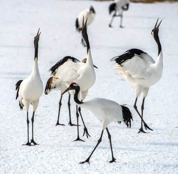 Dancing Cranes. The ritual marriage dance of cranes. The red-crowned cranes. Scientific name: Grus japonensis, also called the Japanese crane or Manchurian crane, is a large East Asian Crane.