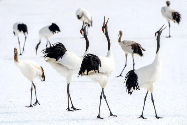 Dancing Cranes. The ritual marriage dance of cranes. The red-crowned cranes. Scientific name: Grus japonensis, also called the Japanese crane or Manchurian crane, is a large East Asian Crane.