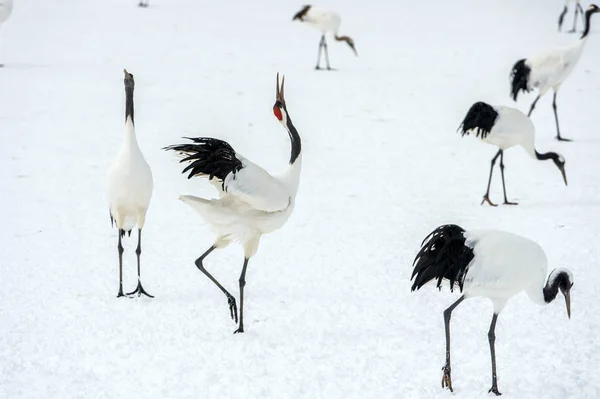 Dancing Cranes Ritual Marriage Dance Cranes Red Crowned Cranes Scientific — Stock Photo, Image