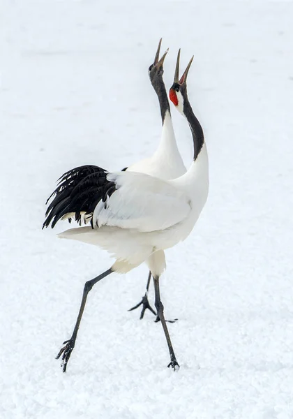 Dancing Cranes. The ritual marriage dance of cranes. The red-crowned cranes. Scientific name: Grus japonensis, also called the Japanese crane or Manchurian crane, is a large East Asian Crane.