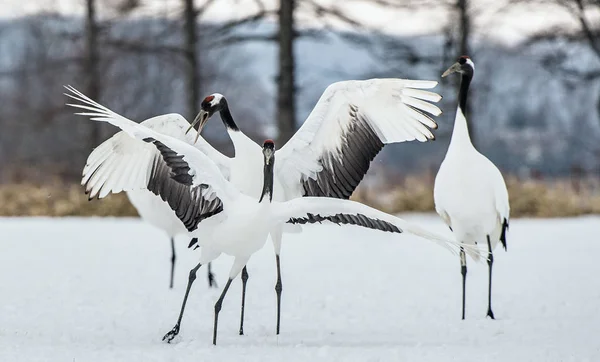 Dancing Cranes Ritual Marriage Dance Cranes Red Crowned Cranes Scientific — Stock Photo, Image