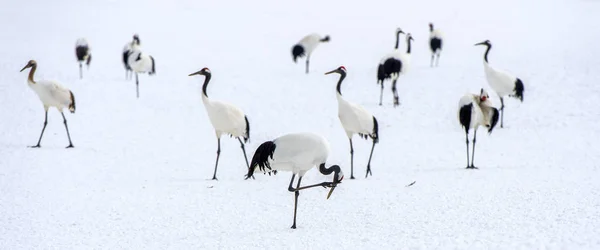 Japanse Kraanvogels Sneeuw Rood Gekroonde Kraan Wetenschappelijke Naam Grus Japonensis — Stockfoto