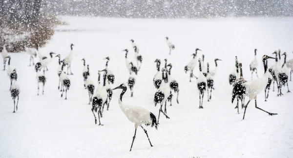 눈내리는 두루미 두루미 Grus Japonensis 두루미 Manchurian Crane 동아시아의 기중기이다 — 스톡 사진