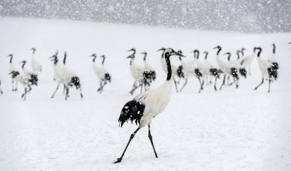 Японские Краны Снегопаде Красно Коронный Кран Научное Название Grus Japonensis — стоковое фото