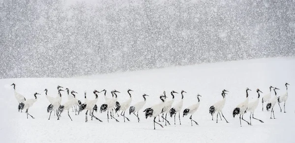 Japán Daruk Hóesésben Vörös Koronás Daru Tudományos Név Grus Japonensis — Stock Fotó