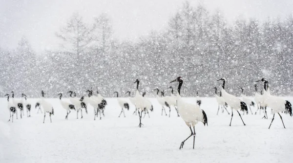 Japanska Tranor Snöfall Den Rödkrönta Kranen Vetenskapligt Namn Grus Japonensis — Stockfoto