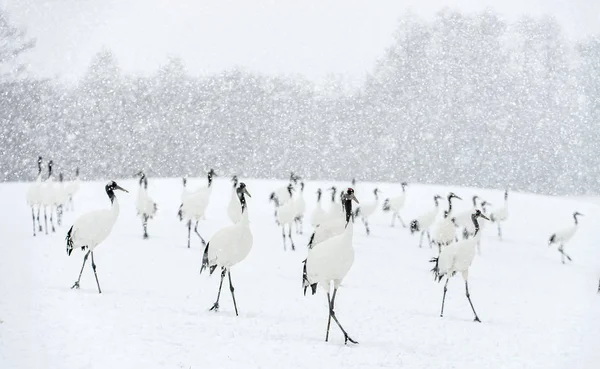 Guindastes Japoneses Queda Neve Guindaste Coroa Vermelha Nome Científico Grus — Fotografia de Stock