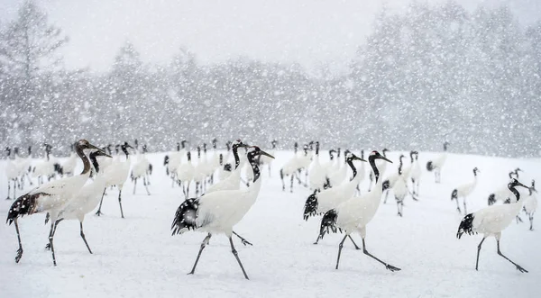 Japanse Kraanvogels Sneeuw Rood Gekroonde Kraan Wetenschappelijke Naam Grus Japonensis — Stockfoto