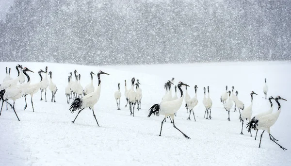 Grues Japonaises Chute Neige Grue Couronne Rouge Nom Scientifique Grus — Photo