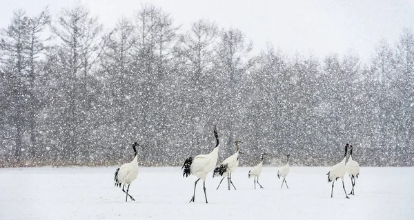 Японские Краны Снегопаде Красно Коронный Кран Научное Название Grus Japonensis — стоковое фото