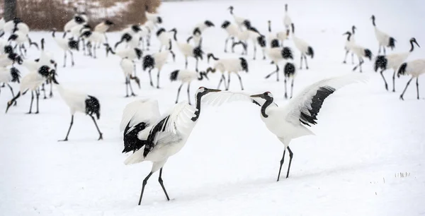 Dancing Cranes. The ritual marriage dance of cranes. The red-crowned cranes. Scientific name: Grus japonensis, also called the Japanese crane or Manchurian crane, is a large East Asian Crane.