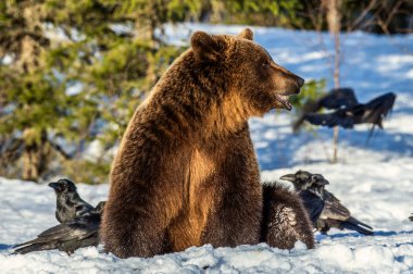 Kahverengi Ayı ve kuzgunlar kış ormanlarında karla kaplı bir bataklıkta. Gün batımı ışığı. Avrasya kahverengi ayısı, bilimsel adı Ursus arctos arctos. Doğal yaşam alanı.
