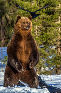 Kahverengi ayı günbatımında kış ormanında kar üzerinde arka ayakları üzerinde duruyor. Bilimsel adı Ursus Arctos. Doğal yaşam alanı.