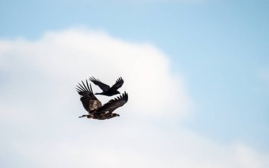 Kuzgun ve Beyaz kuyruklu kartal. Bilimsel adı Haliaeetus albicilla, ayrıca ern, erne, gri kartal, Avrasya deniz kartalı ve beyaz kuyruklu deniz kartalı olarak da bilinir. Kartal kuzgunla sorun yaşıyor.