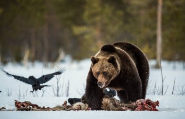 Kahverengi ayı kış uykusundan uyanır, geyiğin cesedini yer. Ormanda bir kahverengi ayı. Yetişkin Büyük Kahverengi Ayı Erkek. Bilimsel adı: Ursus arctos.