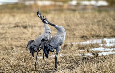 Turnalar bahar sezonunda bir tarlada çiftleşme dansı yapıyorlar. Yaygın Crane veya Avrasya turnası, Bilimsel adı: Grus grus, Grus communis.