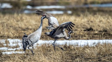 Turnalar bahar sezonunda bir tarlada çiftleşme dansı yapıyorlar. Yaygın Crane veya Avrasya turnası, Bilimsel adı: Grus grus, Grus communis.