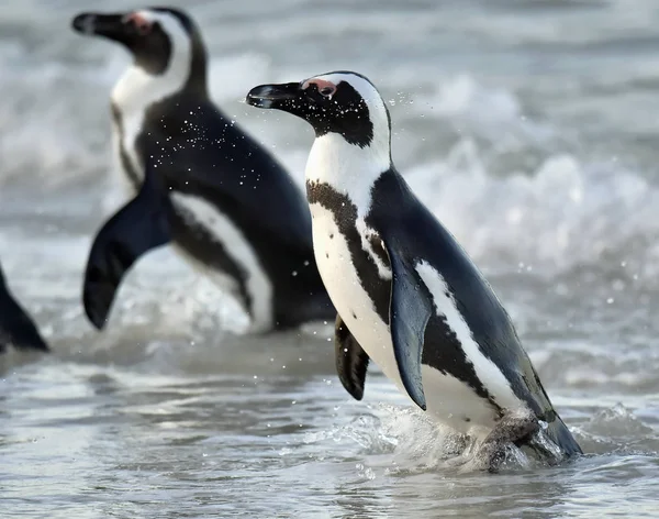 African Penguins African Penguin Also Known Jackass Penguin Black Footed — Stock Photo, Image