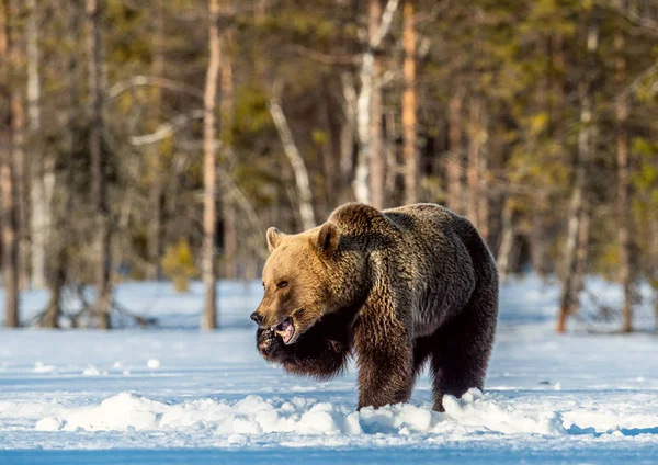 Αρκούδα Κρατά Ένα Πόδι Στο Αυτί Του Σαν Μιλάει Στο — Φωτογραφία Αρχείου