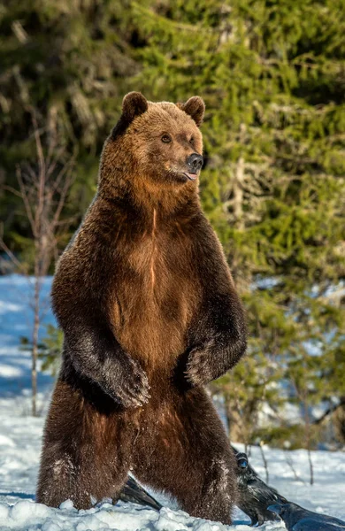 Бурый Медведь Стоящий Задних Ногах Снегу Зимнем Лесу Закате Научное — стоковое фото