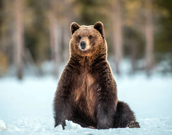 野生成年棕熊坐在冬季森林的雪地里 Ursus Arctos 自然栖息地 — 图库照片
