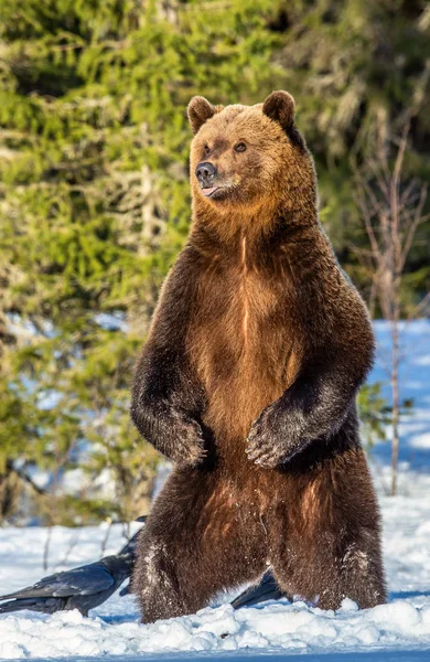 Браун Ведмідь Стоїть Задніх Лапах Снігу Зимовому Лісі Заході Сонця — стокове фото