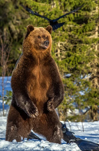 日落时分 棕熊后腿站立在雪地上的冬季森林里 Ursus Arctos 自然生境 — 图库照片