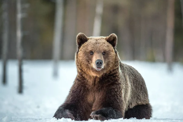 Дикий Взрослый Медведь Снегу Зимнем Лесу Научное Название Ursus Arctos — стоковое фото