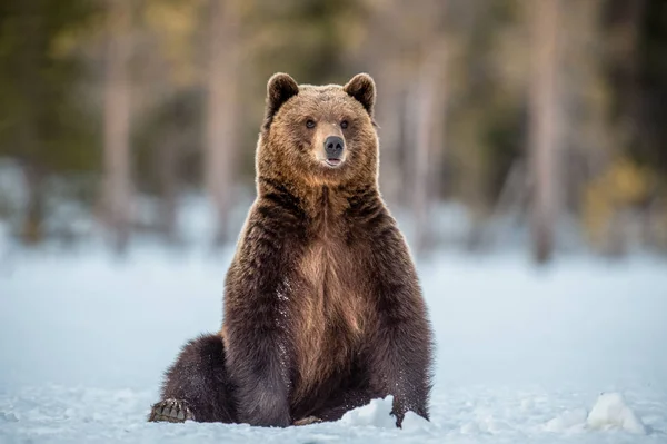 Дикий Взрослый Бурый Медведь Сидит Снегу Зимнем Лесу Научное Название — стоковое фото