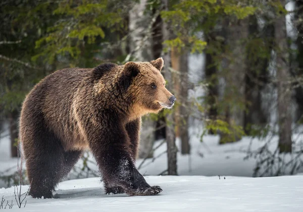 Дикий Дорослий Коричневий Ведмідь Ходить Снігу Зимовому Лісі Дорослий Великий — стокове фото