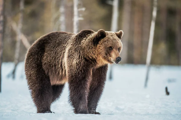 눈덮인 곰입니다 수컷입니다 학명은 Ursus Arctos 서식지 — 스톡 사진