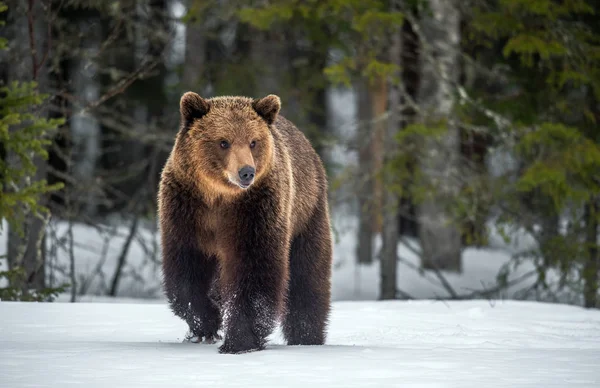 Orso Bruno Selvatico Adulto Che Cammina Nella Neve Nella Foresta — Foto Stock