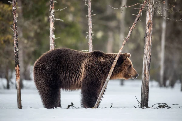 Άγρια Ενήλικη Καφέ Αρκούδα Στο Χιόνι Στο Δάσος Του Χειμώνα — Φωτογραφία Αρχείου