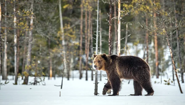 Vahşi Yetişkin Kahverengi Ayı Kış Ormanında Karda Yürüyor Yetişkin Büyük — Stok fotoğraf