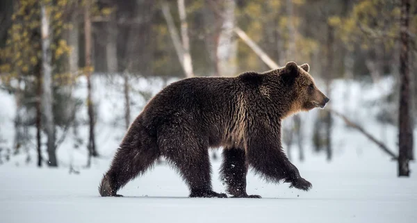 Άγριο Ενηλίκων Καφέ Αρκούδα Πόδια Στο Χιόνι Στο Δάσος Χειμώνα — Φωτογραφία Αρχείου