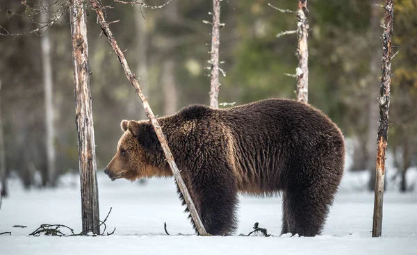 Дикий Дорослий Коричневий Ведмідь Снігу Зимовому Лісі Дорослий Великий Коричневий — стокове фото