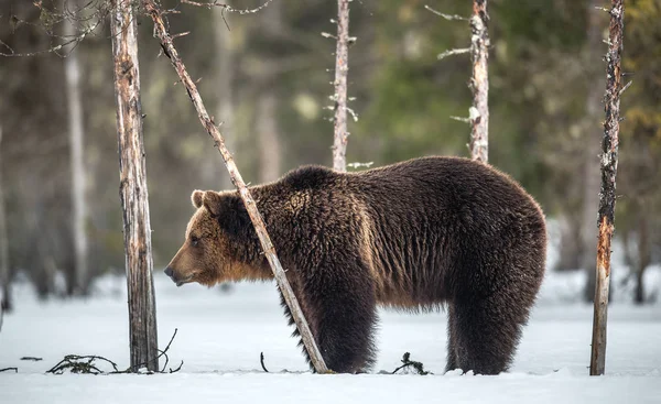 Wild Adult Brown Bear Snow Winter Forest Adult Big Brown — Stock Photo, Image