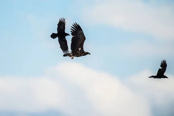 Raven White Seguían Águila Vuelo Nombre Científico Haliaeetus Albicilla También —  Fotos de Stock