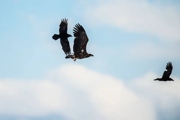 Havran Bílý Orel Prchají Vědecké Jméno Haliaeetus Albicilla Známý Také — Stock fotografie