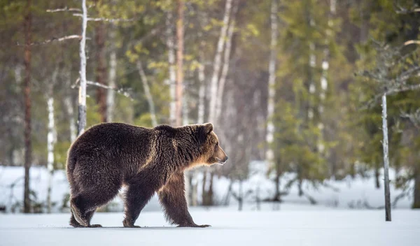 Άγριο Ενηλίκων Καφέ Αρκούδα Πόδια Στο Χιόνι Στο Δάσος Χειμώνα — Φωτογραφία Αρχείου