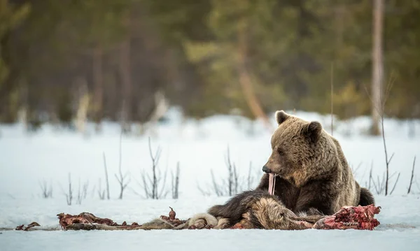 Brown bear awoke from hibernation, eats the moose's corpse. A brown bear in the forest. Adult Big Brown Bear Male. Scientific name: Ursus arctos.