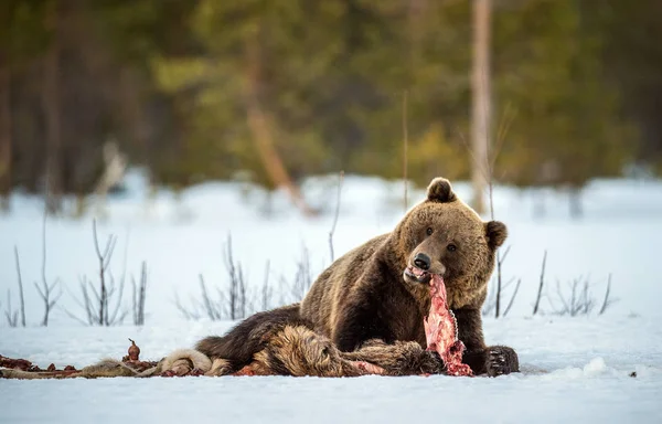 Brown bear awoke from hibernation, eats the moose\'s corpse. A brown bear in the forest. Adult Big Brown Bear Male. Scientific name: Ursus arctos.