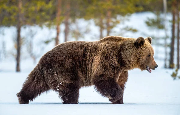 野生の大人のブラウンは冬の森の中で雪の中を歩く 大人のビッグブラウンベア男性 Ursus Arctos 自然生息地冬の季節 — ストック写真