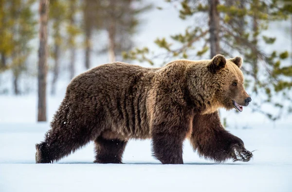 Urso Castanho Adulto Selvagem Andando Neve Floresta Inverno Adulto Big — Fotografia de Stock