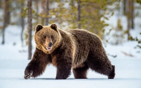 Urso Castanho Adulto Selvagem Andando Neve Floresta Inverno Adulto Big — Fotografia de Stock