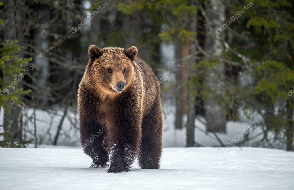 Wild adult Brown bear walking  in the snow in winter forest. Scientific name: Ursus arctos. Natural habitat. Winter season
